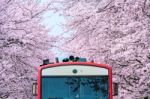 Cherry Blossom Or Sakura And Trian In Spring At Jinhae, South Korea Stock Photo