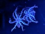 Glowing Jellyfish Under Dark Water Stock Photo