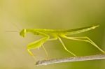 European Dwarf Mantis Stock Photo