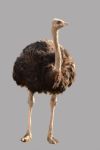 Ostrich Stock Photo