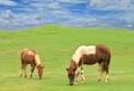 Horses On Grass Hill Stock Photo