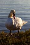 The Mute Swan Before The Sunset Stock Photo