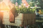 Flowerpot In The Rainy Season Stock Photo