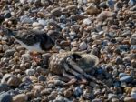 Ruddy Turnstone (arenaria Interpres) On The Beach In Hastings Stock Photo