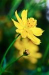 Beautiful Yellow Cosmos Flower Stock Photo