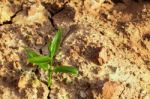 Sprout On Cracked Ground Stock Photo