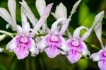 Dendrobium Orchid Hybrids Is White With Pink Stripes Stock Photo