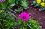 The Colorful Flowers Stock Photo