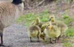 Postcard With A Family Of Canada Geese Staying Stock Photo