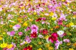 Colorful Cosmos Flower Blooming In The Field Stock Photo