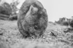 Adorable Large Wombat During The Day Looking For Grass To Eat Stock Photo