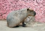Capybaras In Zoo Stock Photo