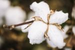 Cotton Field In The Countryside Stock Photo