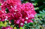 Bougainvillea , Fueng-fah  Stock Photo