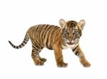 Baby Bengal Tiger Stock Photo