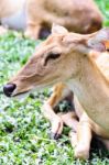 Female Antelope On Ground Stock Photo