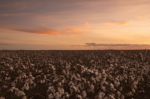 Cotton Field In Oakey, Queensland Stock Photo