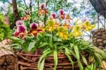 Paphiopedilum Orchid In Doi Tung, Chiang Rai, Thailand Stock Photo