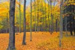 Fall Foliage Stock Photo