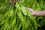 Parkia Speciosa, Bitter Bean, Twisted Cluster Bean, Stink Bean Stock Photo