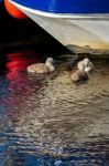 Mute Swan Cygnets (cygnus Olor) Stock Photo