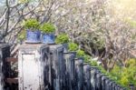 Trees Pot On Side Way Walk Of Phra Nakhon Khiri Historical Park Stock Photo