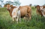 Country Cows Stock Photo