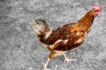 Red Hen Walking On The Ground Stock Photo