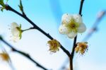 White Apricot Blossom With Blue Sky Stock Photo