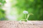 Growing Plants On Wooden Table Stock Photo