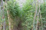 Plantation Of Tomatoes In The Organic Garden Stock Photo