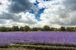 Lavender Field In Banstead Stock Photo