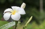 White Frangipani Flower Stock Photo