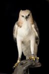 Hawk On Falconer's Hand Stock Photo