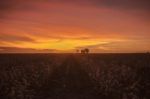 Cotton Field In Oakey, Queensland Stock Photo