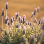 Beautiful Deep Purple Lavender Plants In Nature Stock Photo