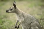 Wallaby Outside By Itself Stock Photo