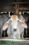 Cow In Stall Stock Photo