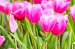 Pink Tulip In Garden Stock Photo