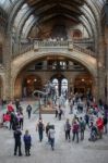 People Exploring  The National History Museum In London Stock Photo