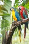 Couple Parrot On Branch Stock Photo