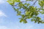 Nature Background, Leaves And Blue Sky Background Stock Photo