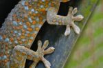 Gecko Stock Photo