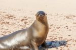 Sea Lion In Galapagos Islands Stock Photo