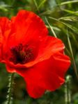 Poppies Flowering In Ronda Spain Stock Photo