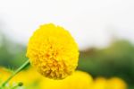 Marigold With Sky Background Stock Photo