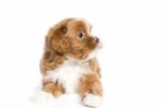 Brown Little Havanese Puppy Stock Photo