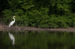 Great Egret Stock Photo