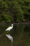 Heron Stock Photo