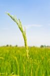 Green Heads Of Grain Stock Photo